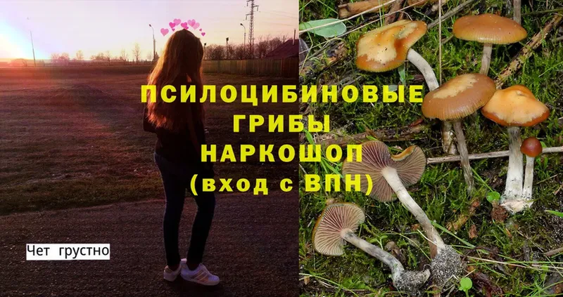 Псилоцибиновые грибы Psilocybe  Новокубанск 